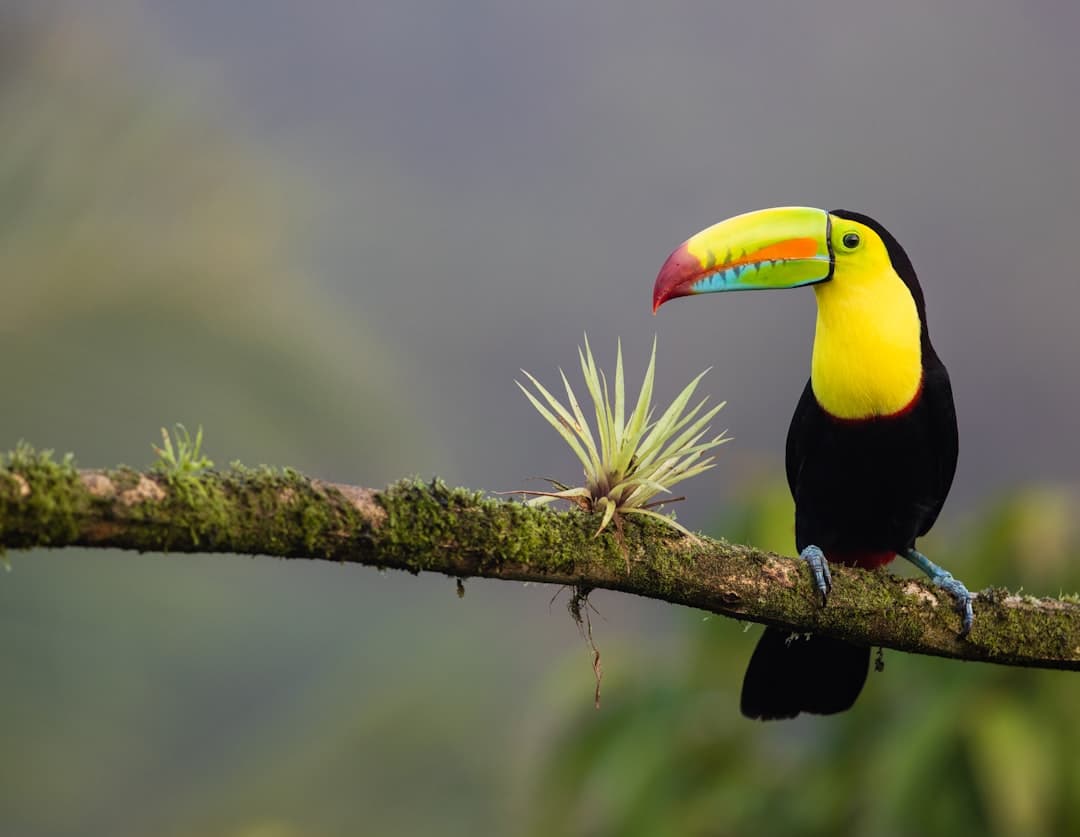 Costa Rica Erwartet Sie !